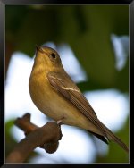 Rufous-Backed-Redstart-female-XL.jpg