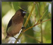 Scaly-Breasted-Munia-Mannikin-XL.jpg