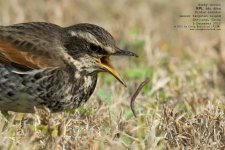 thrush, dusky054.jpg