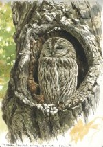 Tawny-owl-colour-study.jpg