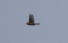 Pallas's Reed Bunting.jpg