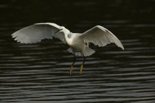 Little Egret2006.JPG