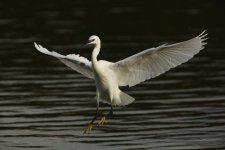 Little Egret2008.JPG