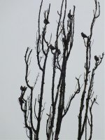 5 waxwing (3).jpg