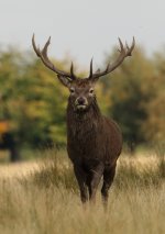 Red Deer.JPG