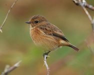 Stonechat.jpg