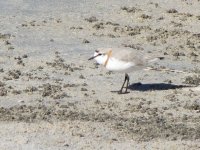 chestnutbandedplover.jpg