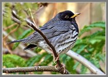 Japanese%20Thrush%20%232-XL.jpg