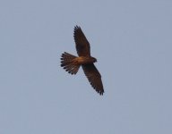 Eurasian Kestrel.jpg