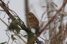 Black-faced Bunting.jpg