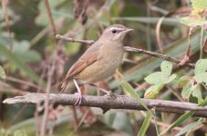 Siberian Rubythroat.jpg