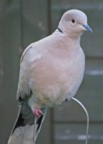 collared-dove0002.jpg