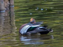 wigeon04.jpg