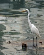 great egret CB sx50hs DPP07DC0B17110337.jpg