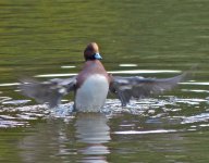 wigeon03.jpg