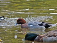 wigeon02.jpg