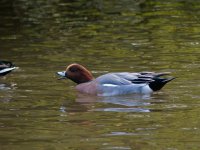 wigeon01.jpg