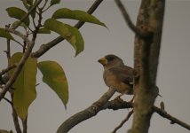 DSCN2314 Chinese Grosbeak.jpg