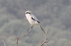 Chinese Grey Shrike.jpg