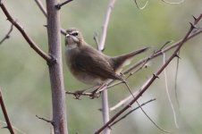 Siberian Rubythroat.jpg