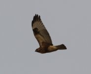 Common Buzzard.jpg