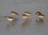 Eurasian Curlew.jpg