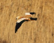 Ruddy Shelduck.jpg