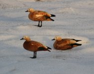 Ruddy Shelduck 2.jpg