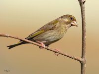 greenfinch1v2.jpg