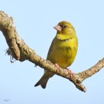 greenfinch1a.jpg