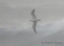 Miyakejima_Shearwater_Crop_DSC06457-L.jpg