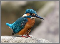 Common%20Kingfisher-XL.jpg