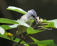 Black%20Chinned%20Yuhina%20%3F-XL.jpg