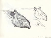 Malayan-tapir-head-study.jpg
