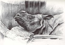 Indian-Rhino-head-study.jpg