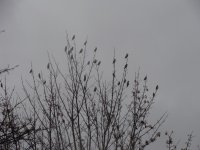 waxwings-032.jpg