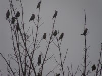 waxwings-033.jpg