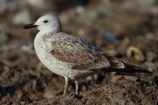 gull_caspian_2012-12-08_2_MG_9768.jpg