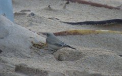 rattray head 060.jpg