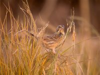 DSCN2566 Chestnut-eared Bunting.jpg