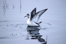 Grey Phal flapping (reduced).jpg