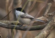 Willow Tit.jpg