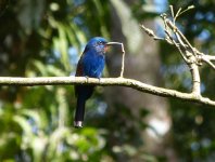 Blue-headed Bee-eater crop jpgred.jpg