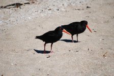 V Oystercatcher 1s.JPG