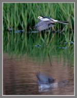 White%20Wagtail%20%28Leucopsis%29-XL.jpg