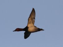 Common Pochard.jpg