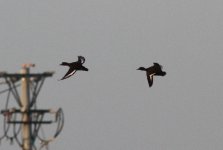 Tufted Duck.jpg