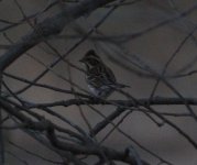 Rustic Bunting.jpg