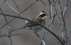 Yellow-throated Bunting.jpg