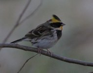 Yellow-throated Bunting.jpg